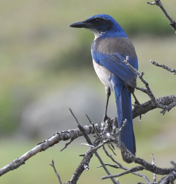 Island Scrub Jay
