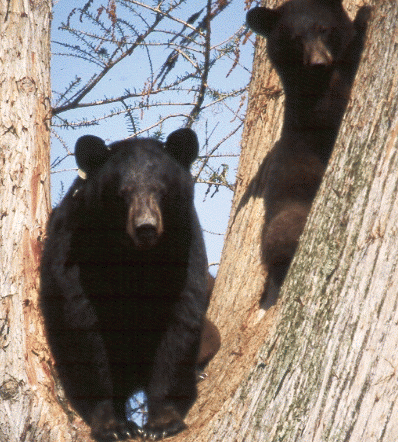 LA bears