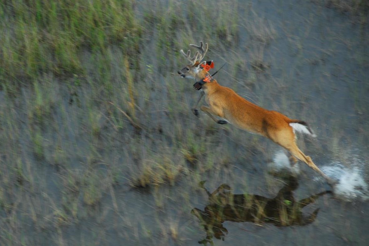 White-tailed deer