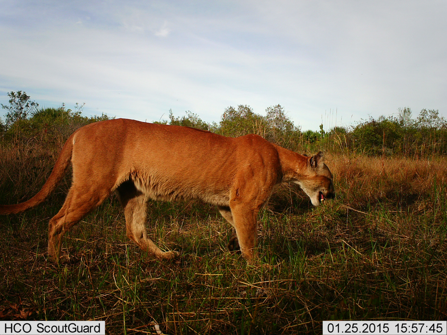 Florida panther