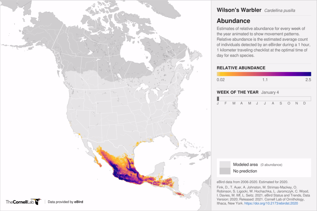 Wilson warbler migration dynamics